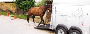 Halotherapie für Pferde, Salzhänger, Inhalation Pferd
